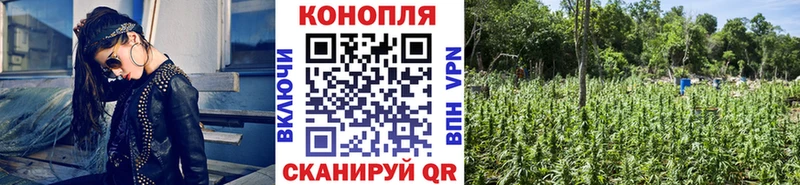 Каннабис семена Калтан